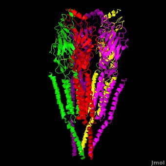 Nicotinic Acetylcholine Receptor - Proteopedia, life in 3D