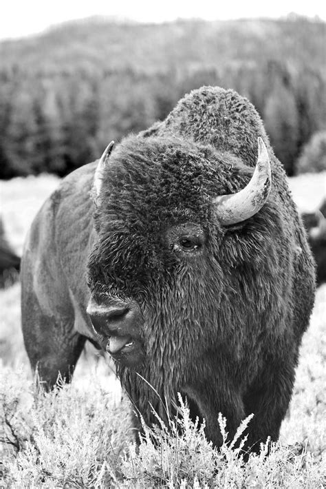 Yellowstone Bison Photo | Nature Photos