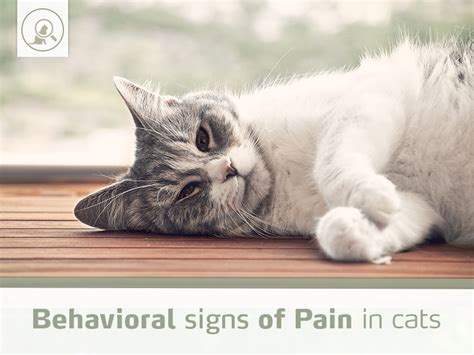 Behavioral signs of Pain in cats | Improve International