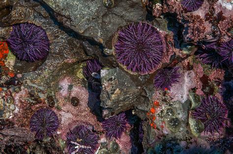 Purple Sea Urchins | Sean Crane Photography