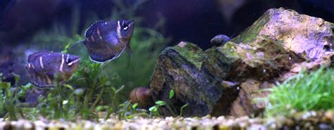 Any fans of the Chocolate Gourami here? I love these fish! : r/Aquariums