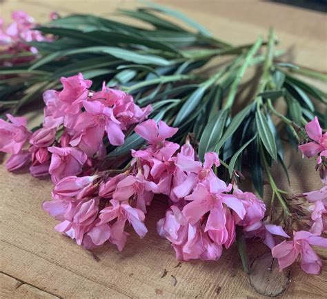 8 Organic Oleander Plant Cuttings For Propagation Gardening | Etsy