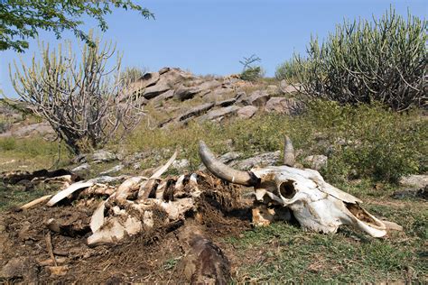 Brett Cole Photography | Cow skeleton near a watering hole in the ...