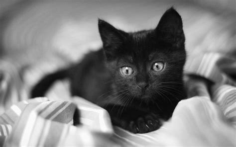 Black And White Cat Wallpapers - Wallpaper Cave