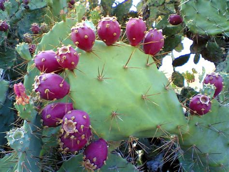 File:Prickly pear cactus beed.jpg - Wikipedia