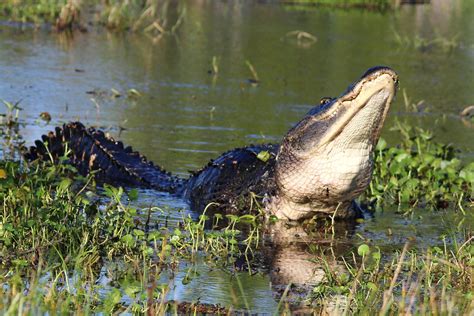 A HUGE BULL GATOR LIFTS HIMSELF UP IN ALL HIS SPLENDOR AND… | Flickr