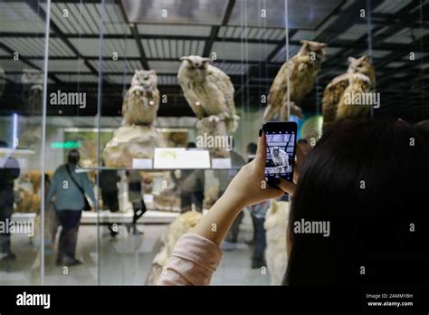 Moscow, Russia, January 2020-State Darwin Museum. The Museum's exhibits ...