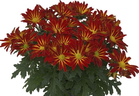 Syngenta Flowers Releases Mums Catalog - Lawn & Garden Retailer