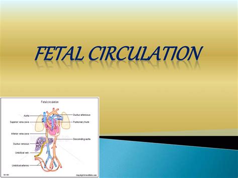 Fetal Circulation and Changes at Birth | PPT