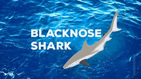 Blacknose Shark – sharksinfo.com