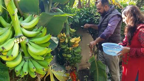 Growing dwarf banana trees in your garden | Our home Garden - YouTube