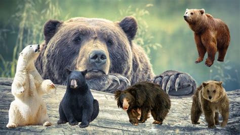 14 Most Common Bears Species