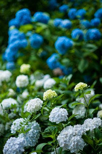 blue hydrangea, love these! And mine are coming back this year!!!! Beautiful Flowers Garden ...