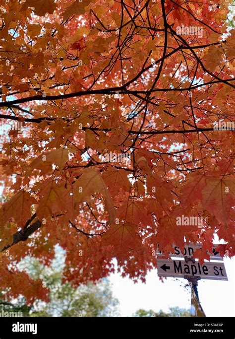 The maple tree on Maple Street Stock Photo - Alamy