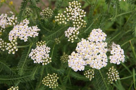 Yarrow Care – How To Grow And Care For Common Yarrow