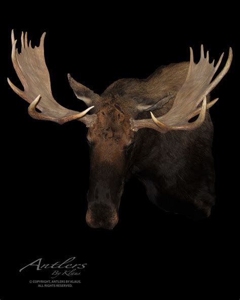 Shiras Moose - Antlers by Klaus