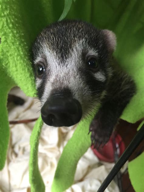 Meet Petra. She is a baby coatimundi that was rescued in Costa Rica ...