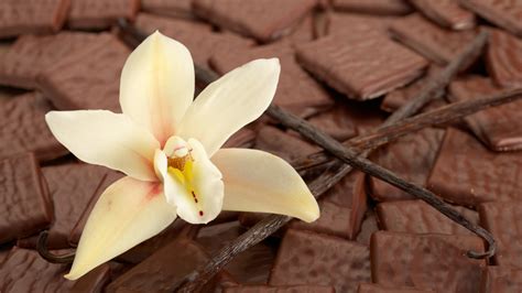 The Stunning Orchid That Produces Vanilla Beans (& Plant Care Mistakes ...