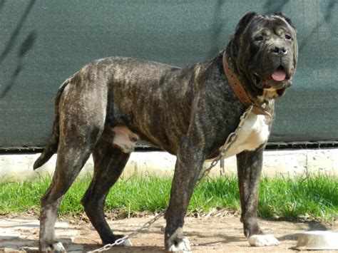 The World's 15 Most Aggressive Dog Breeds - PetHelpful