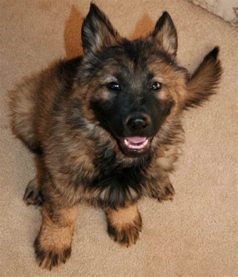 German Shepherd Puppies For Adoption In Az