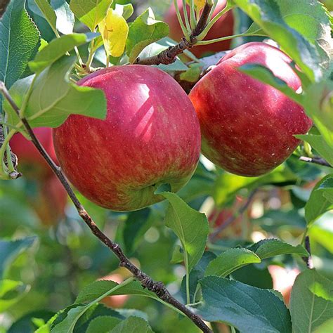 Dwarf Fuji Apple Tree