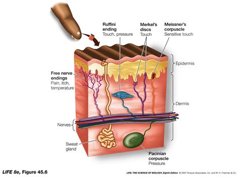 mechanoreceptors | WINE FOR SOUL