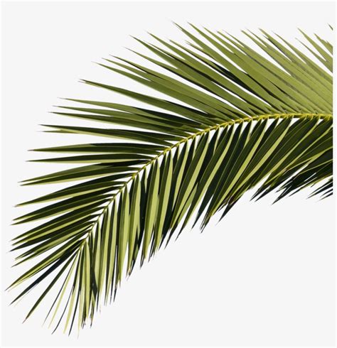 Palm Branch Png Clipart Library Download - Palm Tree Branches Png Transparent PNG - 1215x1200 ...