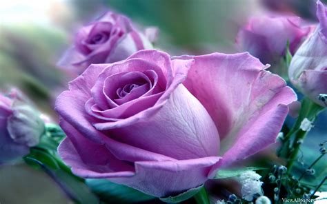 Free Wallpaper of Purple Roses - WallpaperSafari