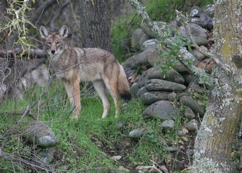 coyote in California | (Steve Thompson/USFWS) | Pacific Southwest Region USFWS | Flickr