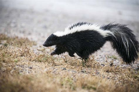 Moufette rayée : poids, taille, longévité, habitat, alimentation - Dictionnaire des animaux