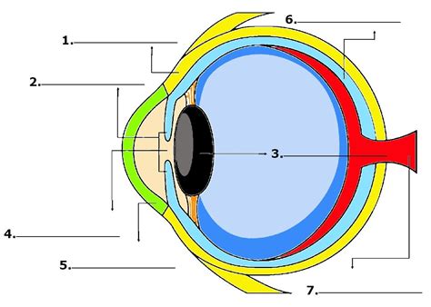 Eye Diagram | 2.7K plays | Quizizz