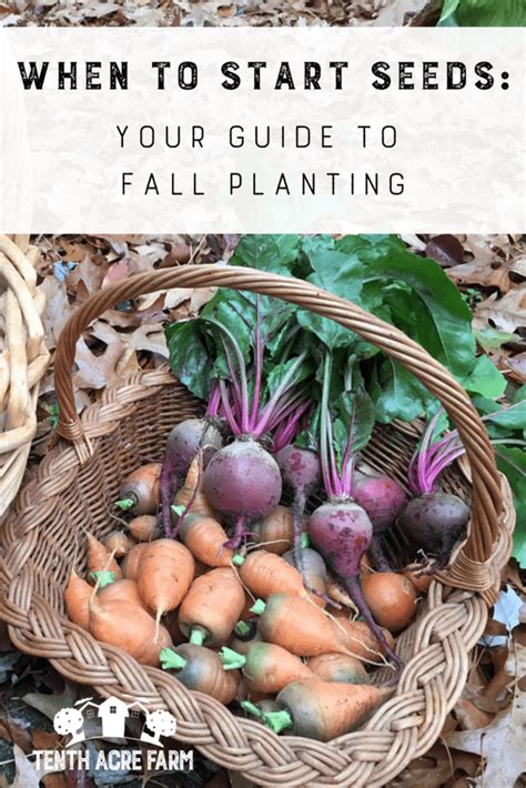 When to Start Seeds: Your Guide to Fall Planting - Breaking News in USA Today