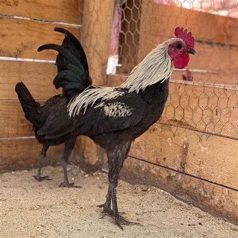 7 Prominent Fighting Chicken Breeds (With Pictures)