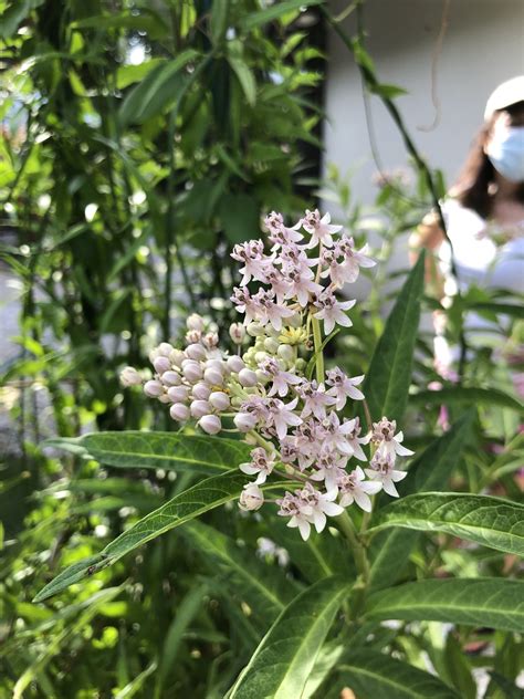 Native Pink Milkweed - Asclepias incarnata — Florida Native Plants ...