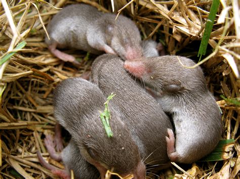 Baby Mole Wallpapers Images Photos Pictures Backgrounds