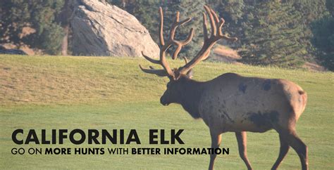 Elk Hunting California 2024 | Draw Odds & Results | Guided Hunts | DIY