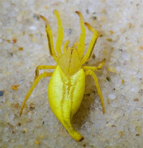 Scorpion-tailed Spider (Bollygum Dell Biodiversity) · iNaturalist