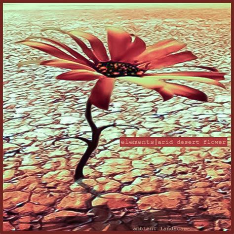 elements_arid desert flower | Ambient Landscape