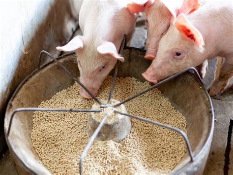 Optimizing swine feed utilization – Asian Agribiz