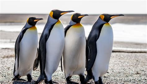 How Do Penguins Protect Themselves from Enemies? | Sciencing