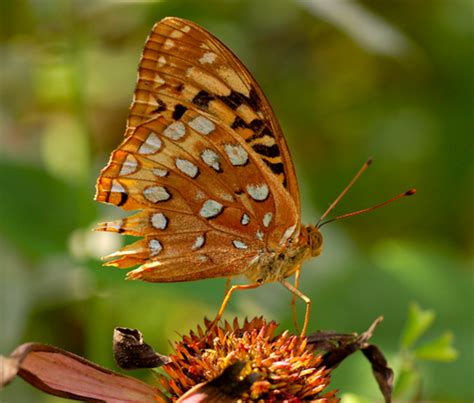 Orange Butterfly Identification: 29 Common Species (With Photos) - Owlcation