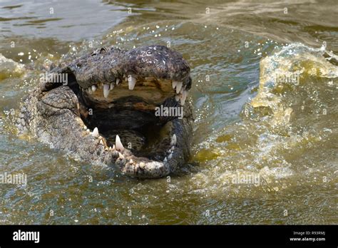 A Nile Crocodile, considered to be one of Africa's most efficient hunters and a dangerous ...