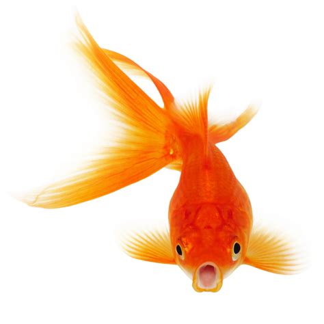 Goldfish PNG transparent image download, size: 1024x1024px