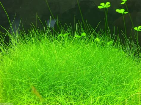 Dwarf Hairgrass Clump Eleocharis Parvula Live Aquarium Plants BUY2 GET1 FREE - Walmart.com