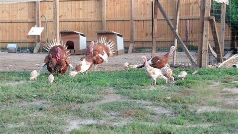 turkey nesting box | Page 3 | BackYard Chickens - Learn How to Raise ...