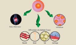 Guía rápida sobre células madre pluripotentes | Labclinics