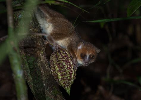 Brown Mouse Lemur | Sean Crane Photography