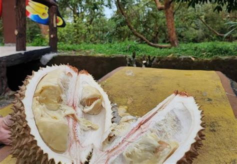 Kebun Durian Warso Farm Bogor, Surganya Pecinta Durian