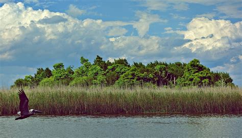 Marsh Island with Pelican | Danny Glickman | Flickr