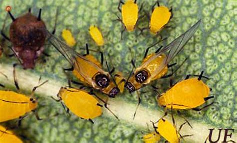 oleander aphid - Aphis nerii Boyer de Fonscolombe